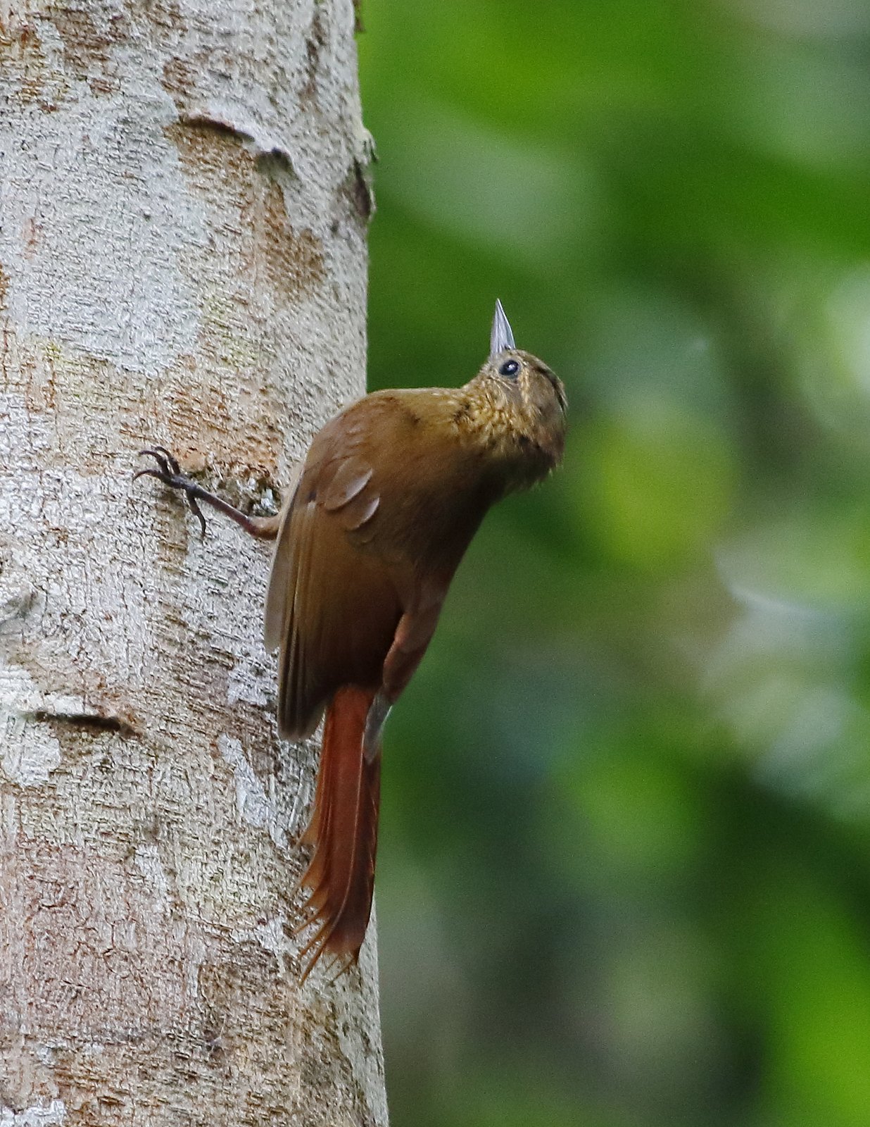 Wigsnavelmuisspecht (Glyphorynchus spirurus)
