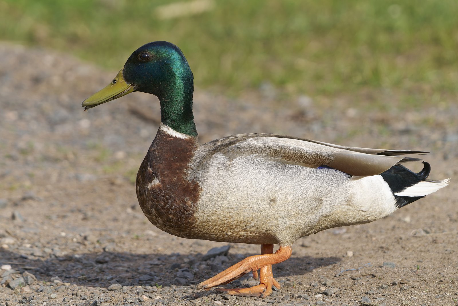 Wilde eend (Anas platyrhynchos)