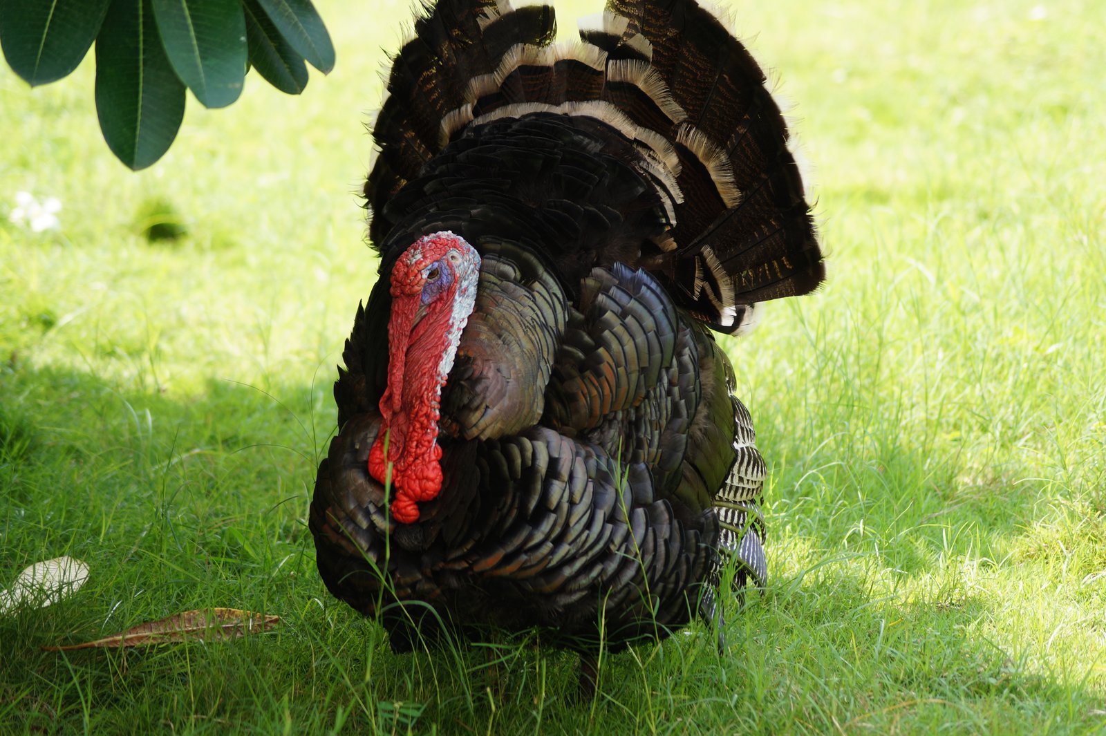 Wilde kalkoen (Meleagris gallopavo)