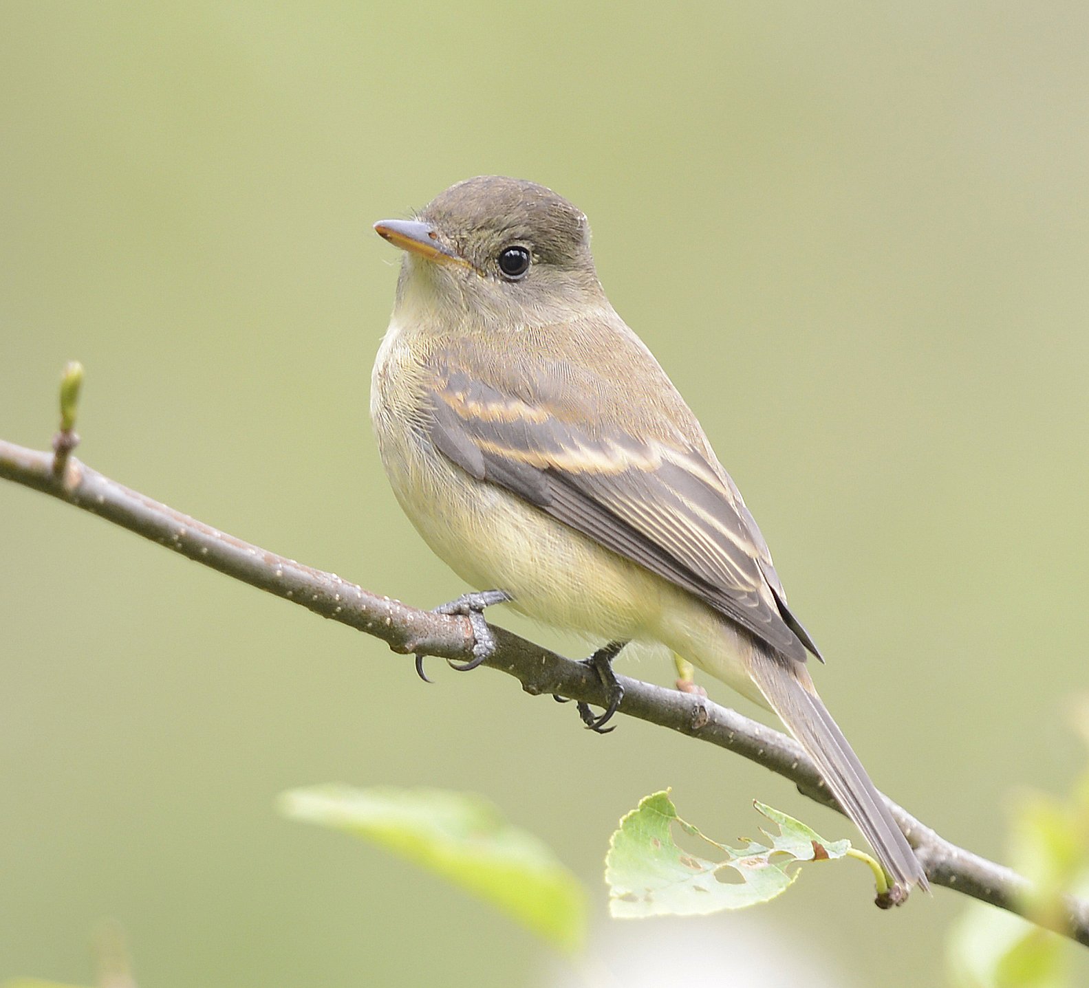 Wilgenfeetiran (Empidonax traillii)
