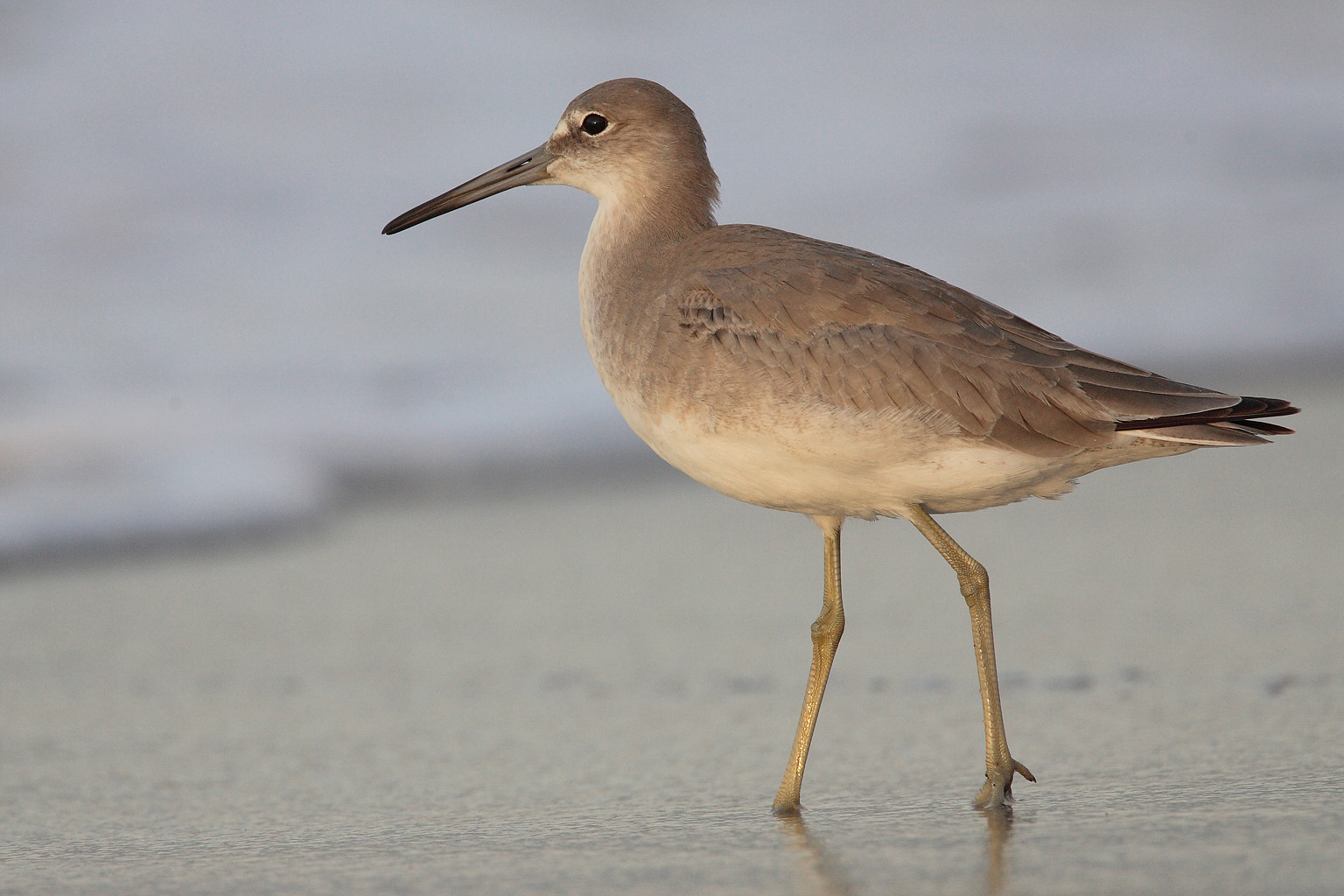 Willet (Tringa semipalmata)