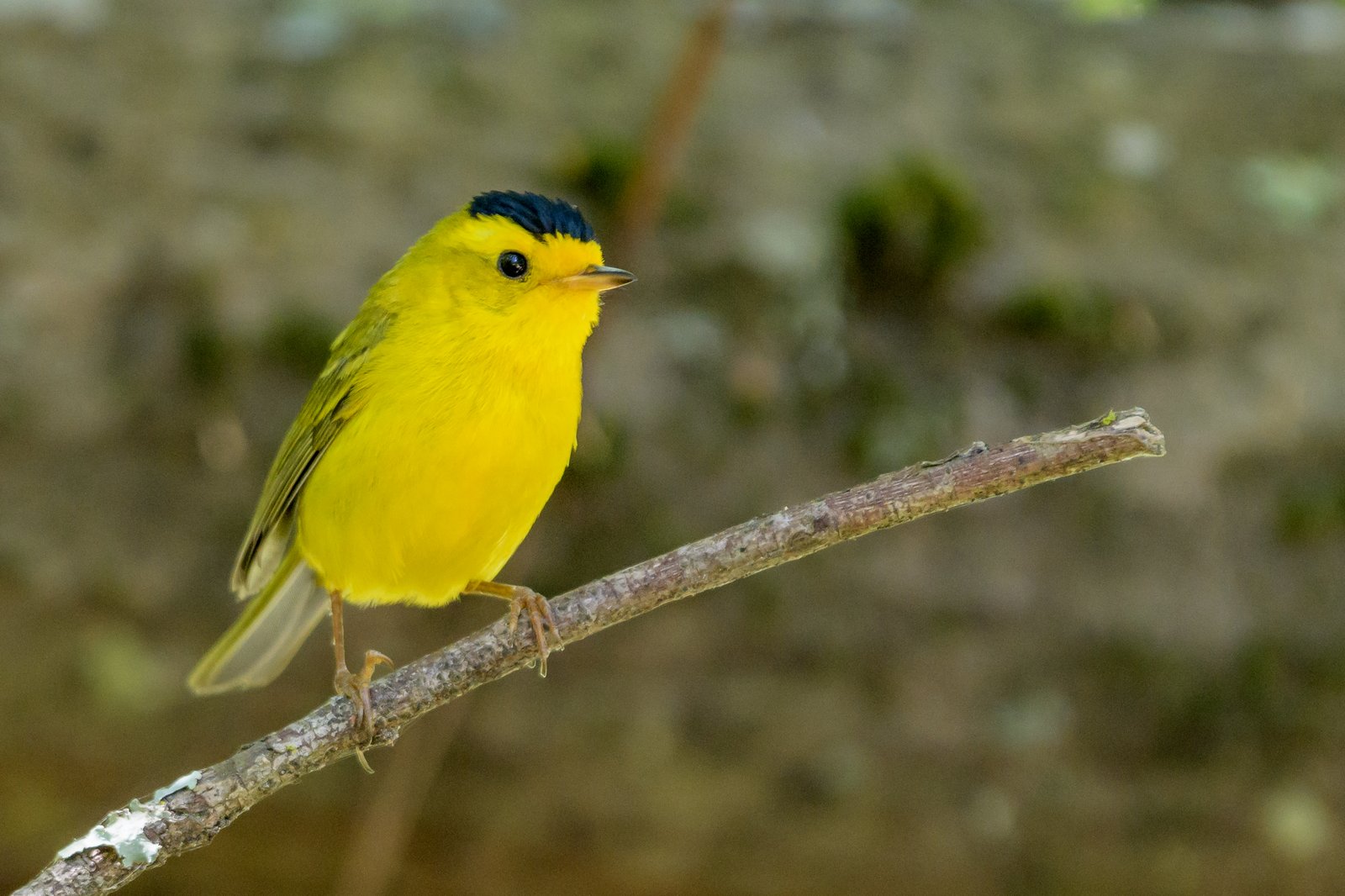 Wilsons zanger (Cardellina pusilla)