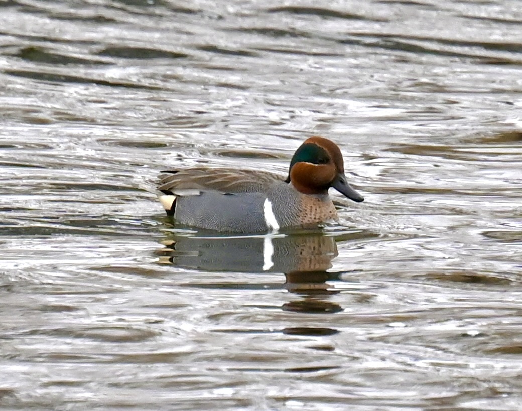 Wintertaling (Anas crecca)