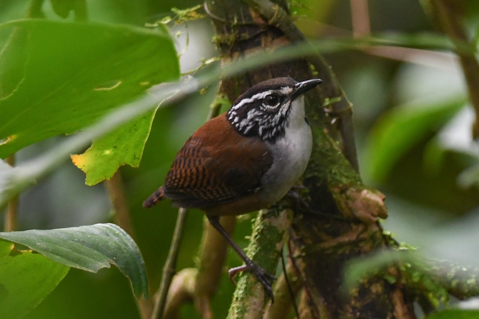 Witborstboswinterkoning (Henicorhina leucosticta)