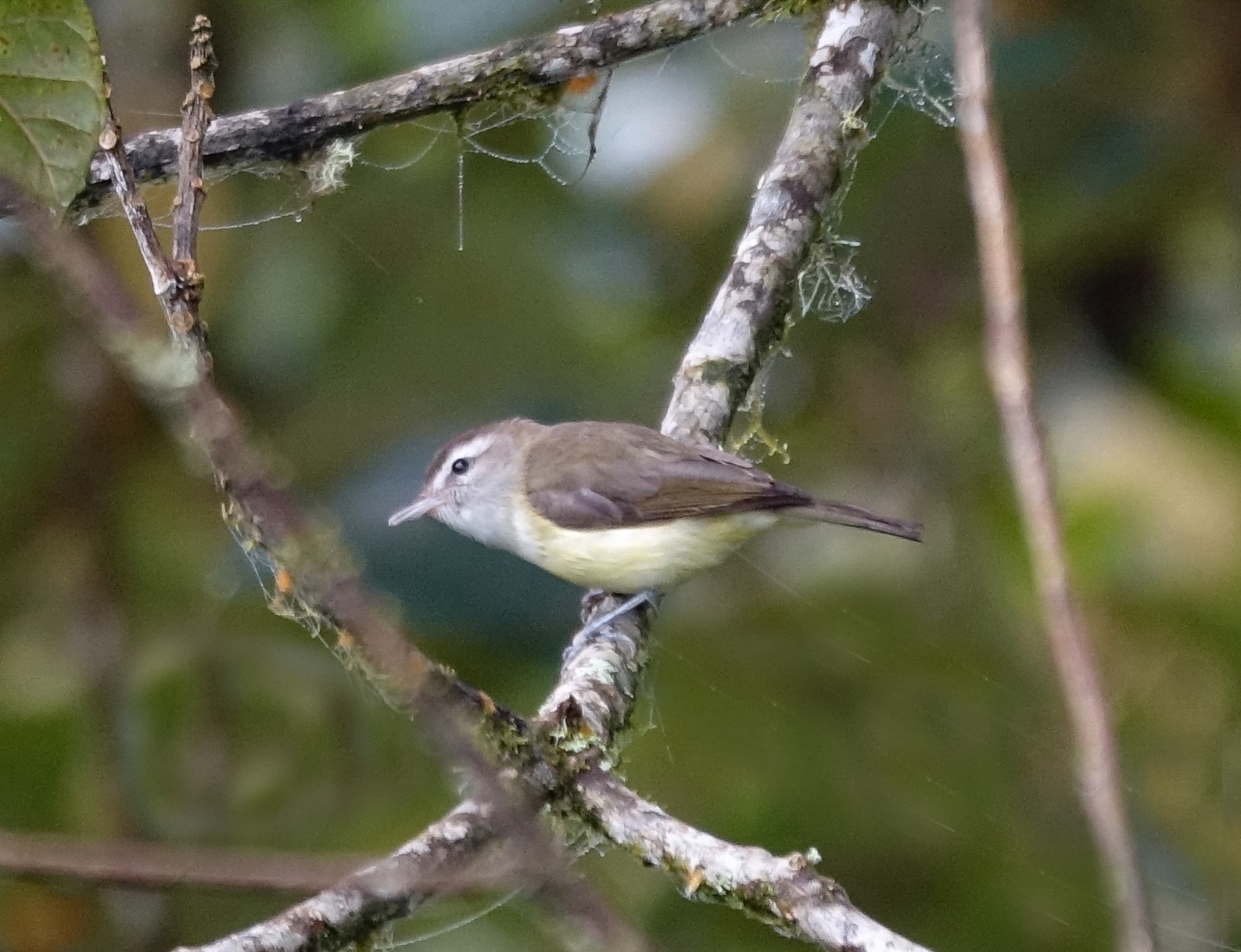 Witbrauwvireo (Vireo leucophrys)
