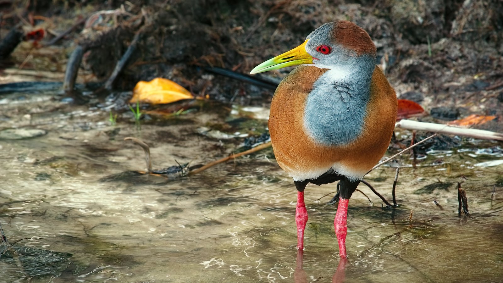 Witbuikbosral (Aramides albiventris)