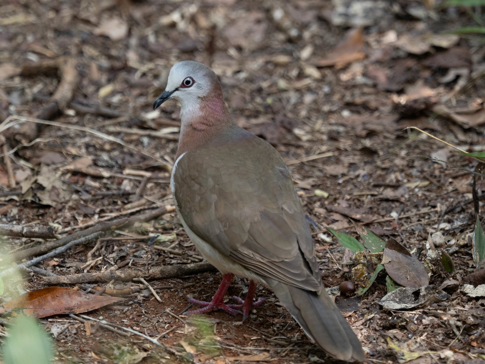 Witbuikduif (Leptotila jamaicensis)