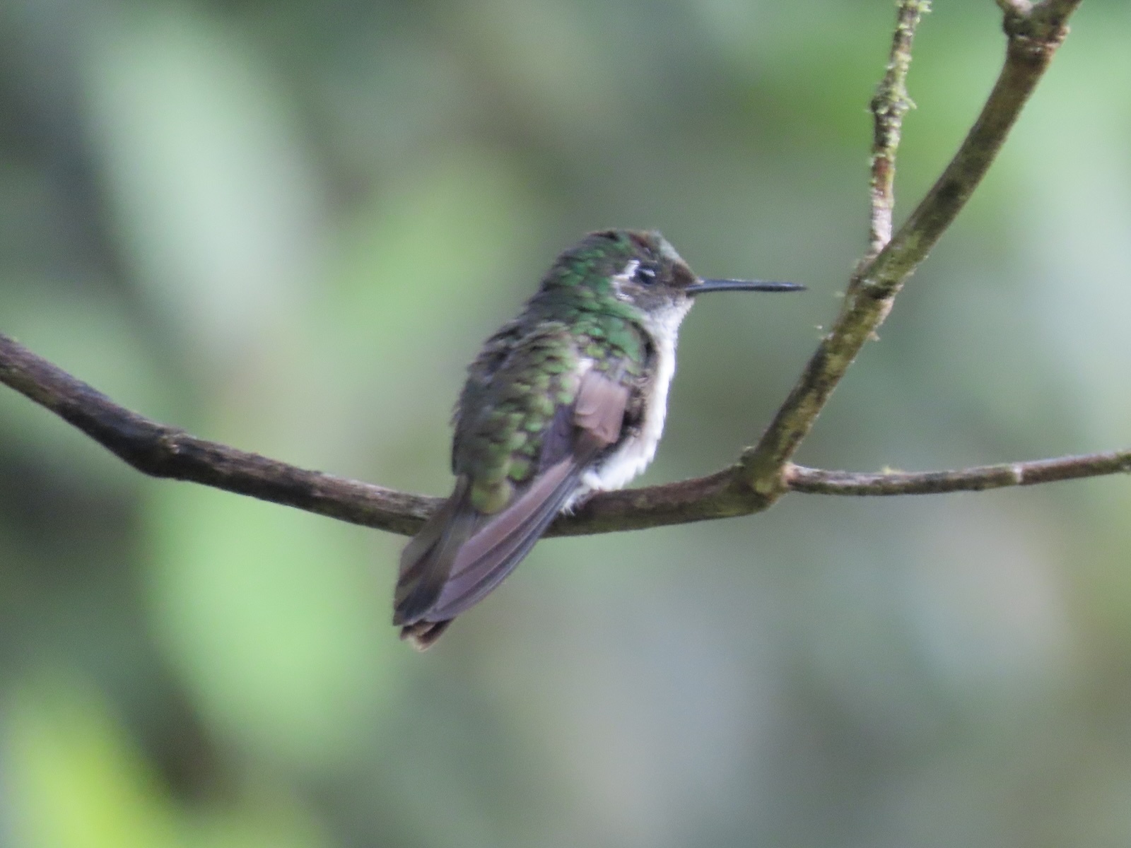 Witbuikjuweelkolibrie (Lampornis hemileucus)