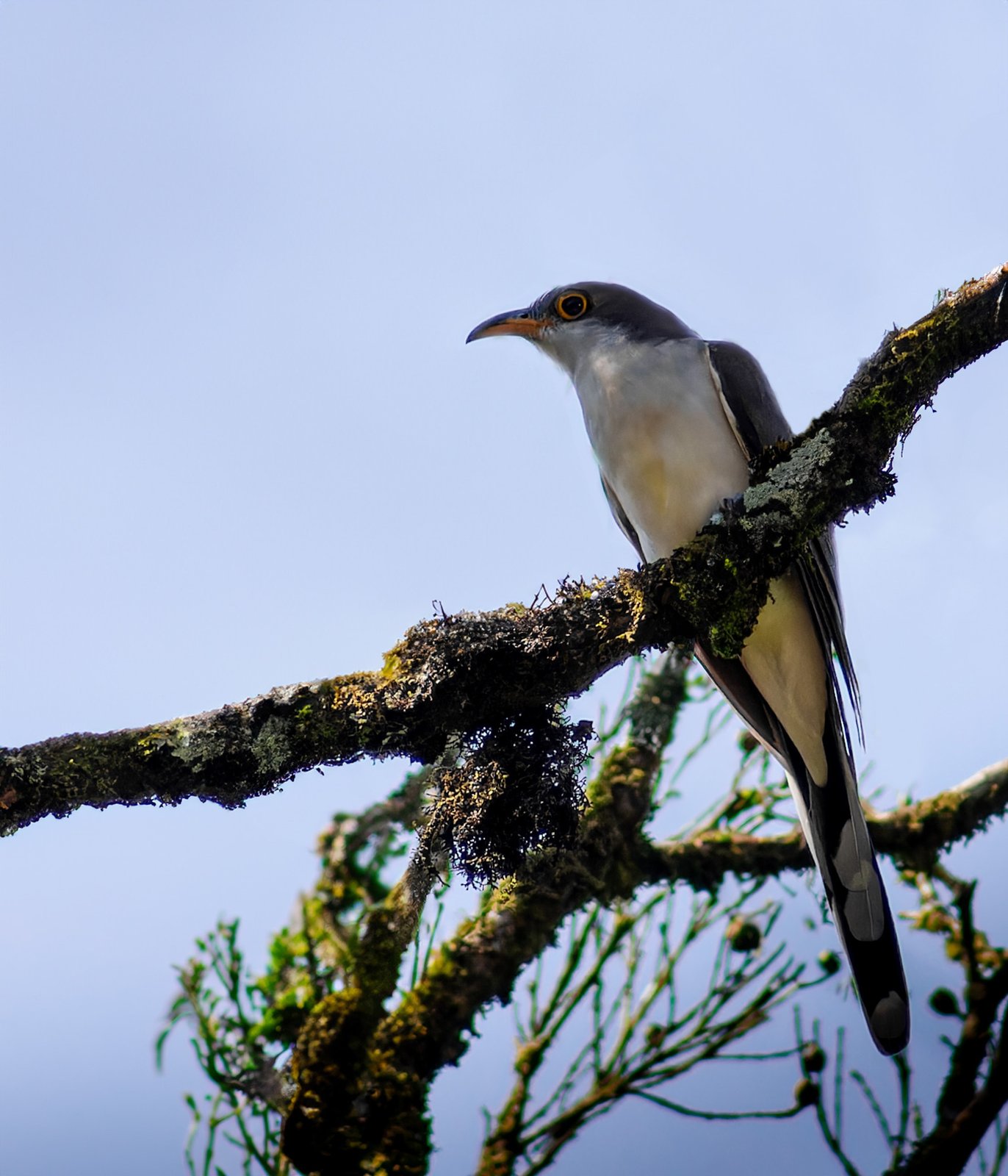 Witbuikkoekoek (Coccyzus euleri)