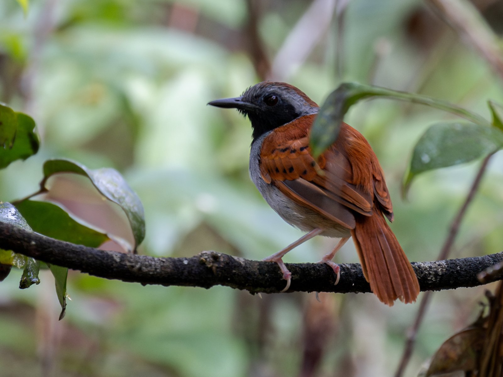 Witbuikmiervogel (Myrmeciza longipes)
