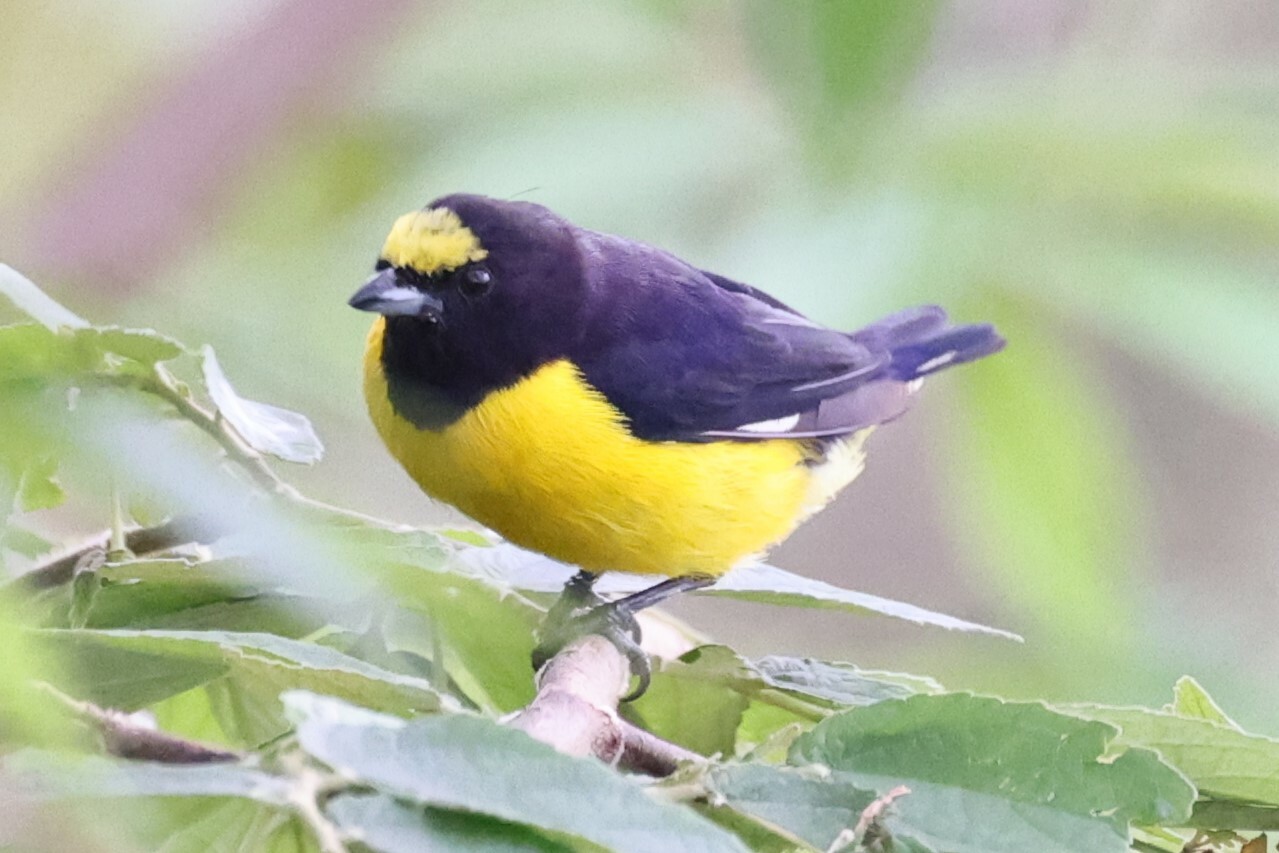 Witbuikorganist (Euphonia minuta)