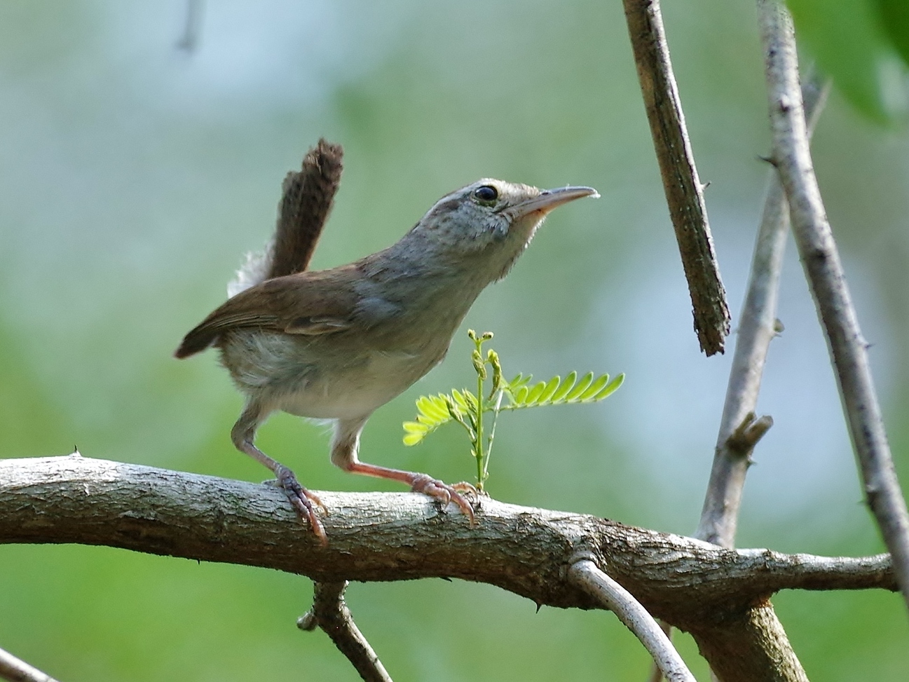 Witbuikwinterkoning (Uropsila leucogastra)