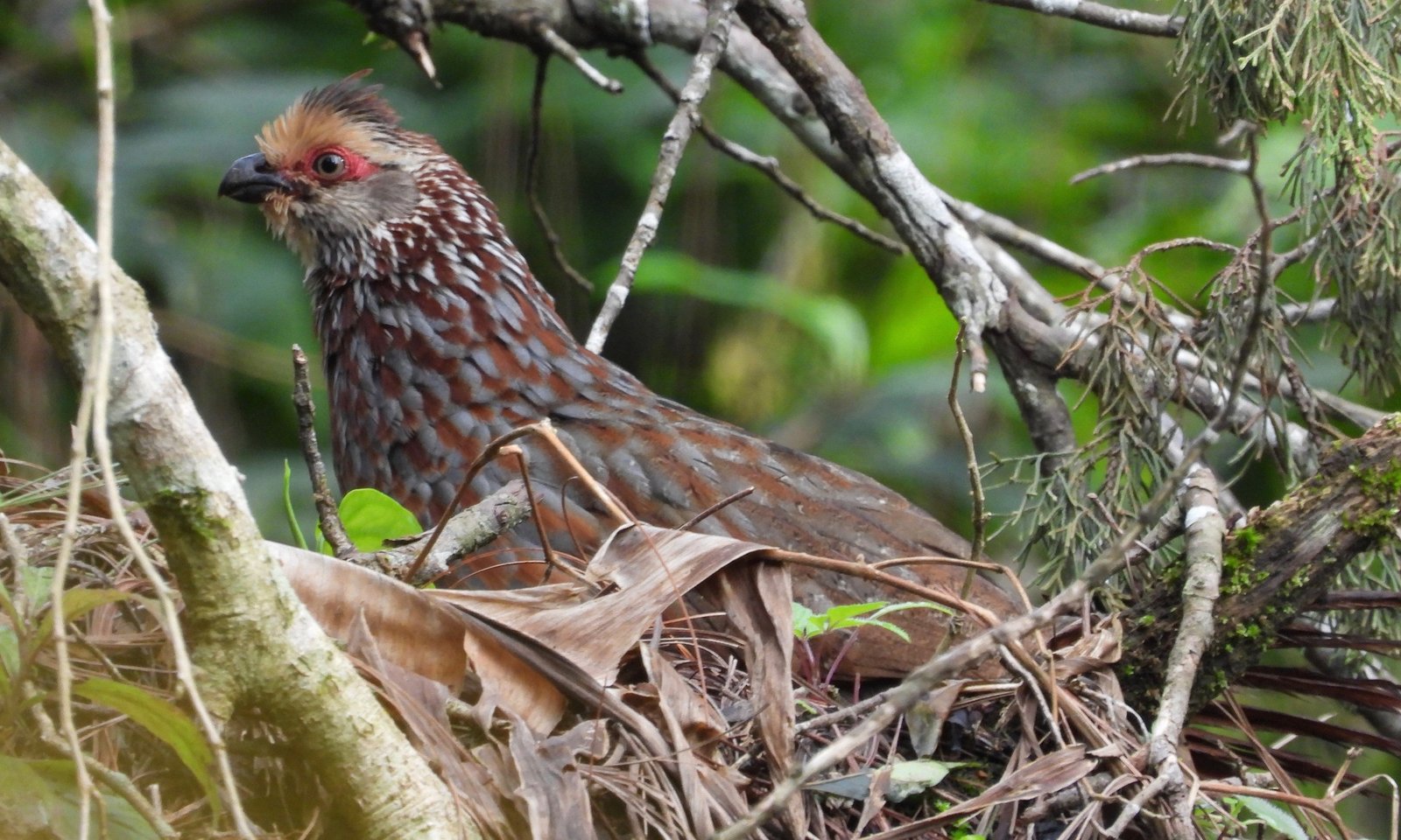 Witkeelbospatrijs (Dendrortyx leucophrys)