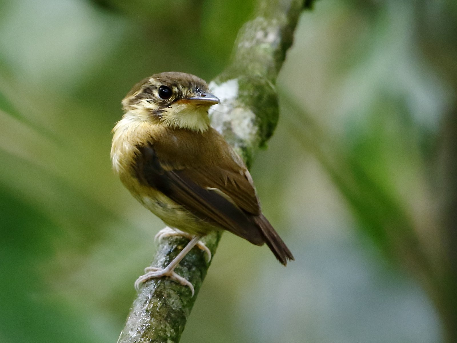 Witkeelbreedbektiran (Platyrinchus mystaceus)