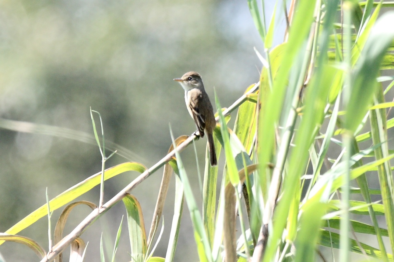 Witkeelfeetiran (Empidonax albigularis)