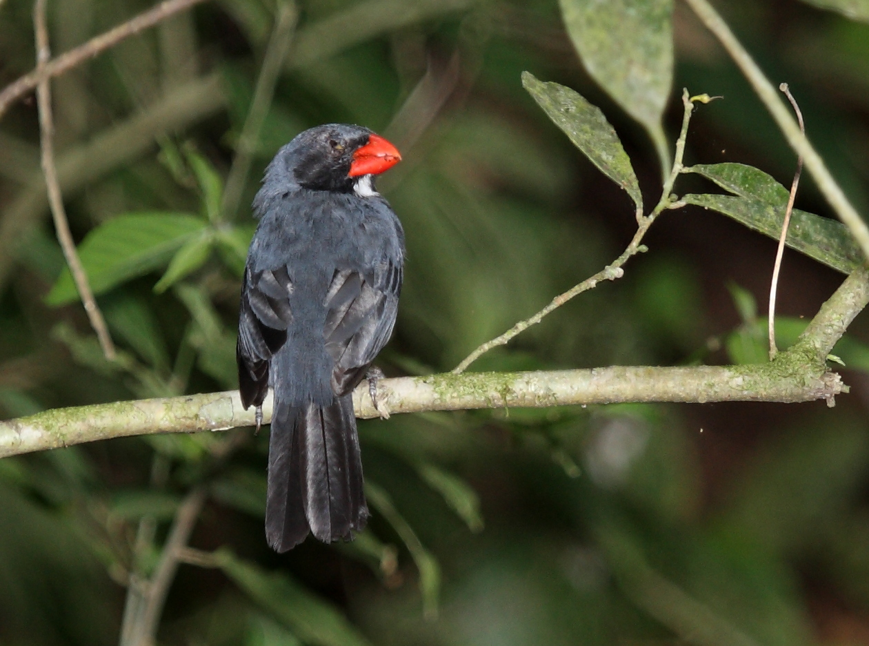 Witkeelsaltator (Saltator grossus)