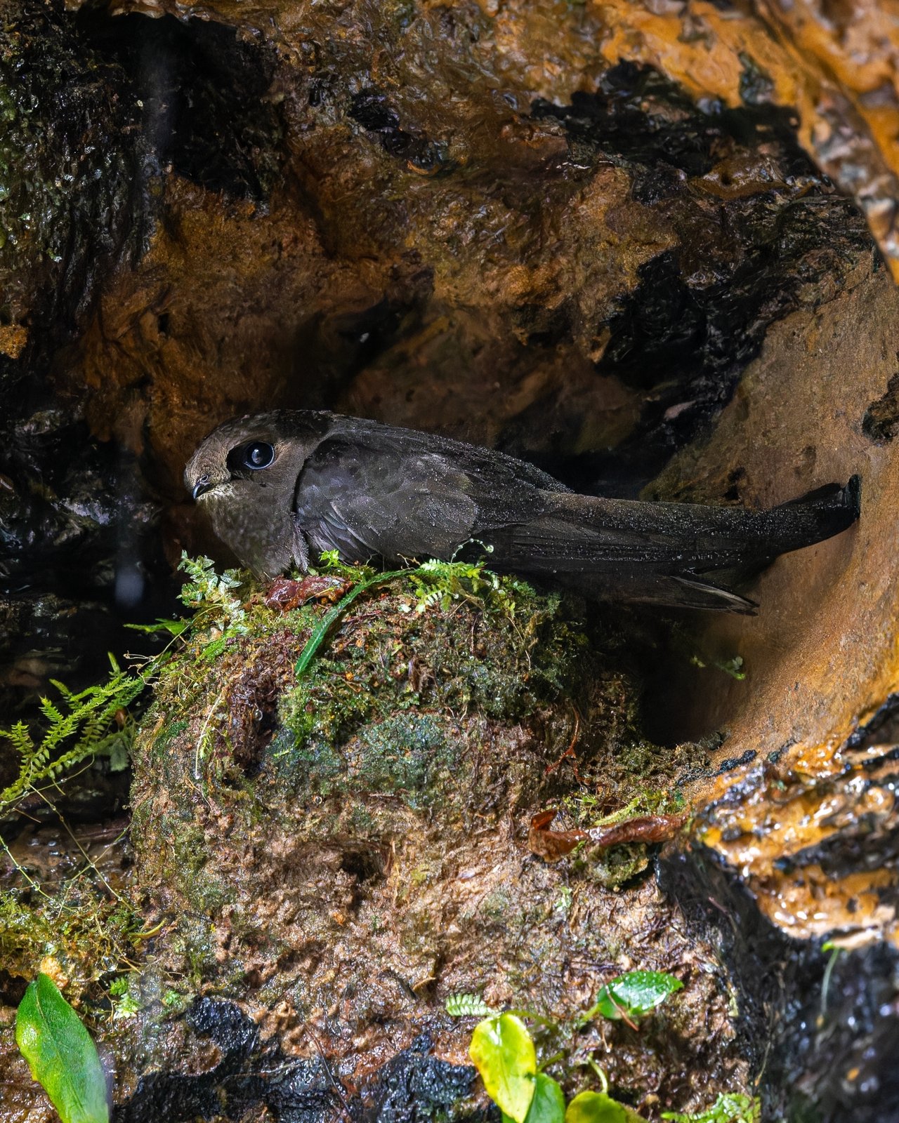 Witkingierzwaluw (Cypseloides cryptus)