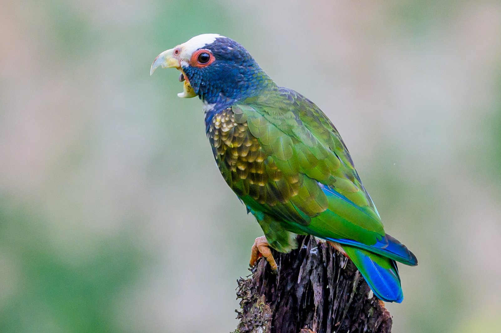 Witkopmargrietje (Pionus senilis)