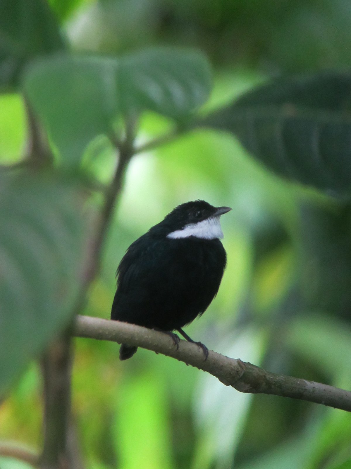 Witkraagmanakin (Corapipo altera)