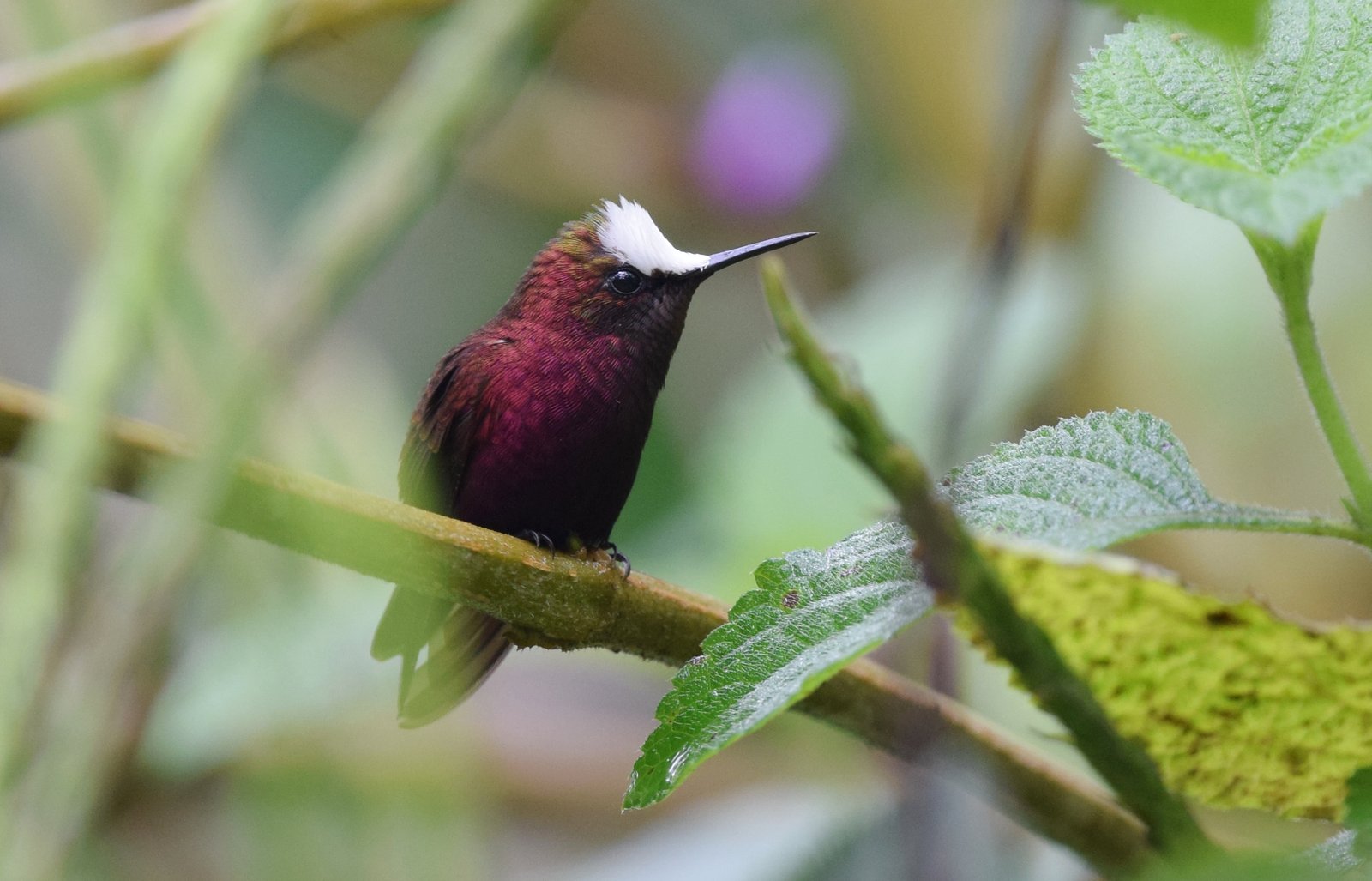 Witkruinkolibrie (Microchera albocoronata)