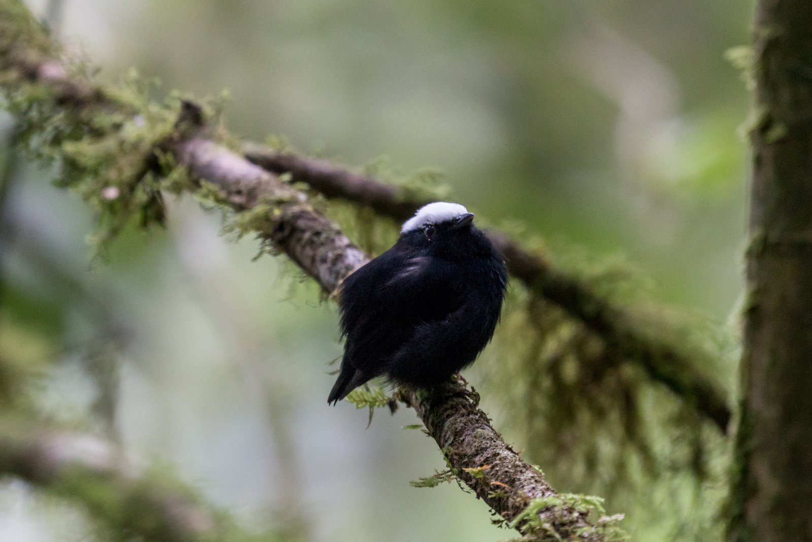 Witkruinmanakin (Pseudopipra pipra)