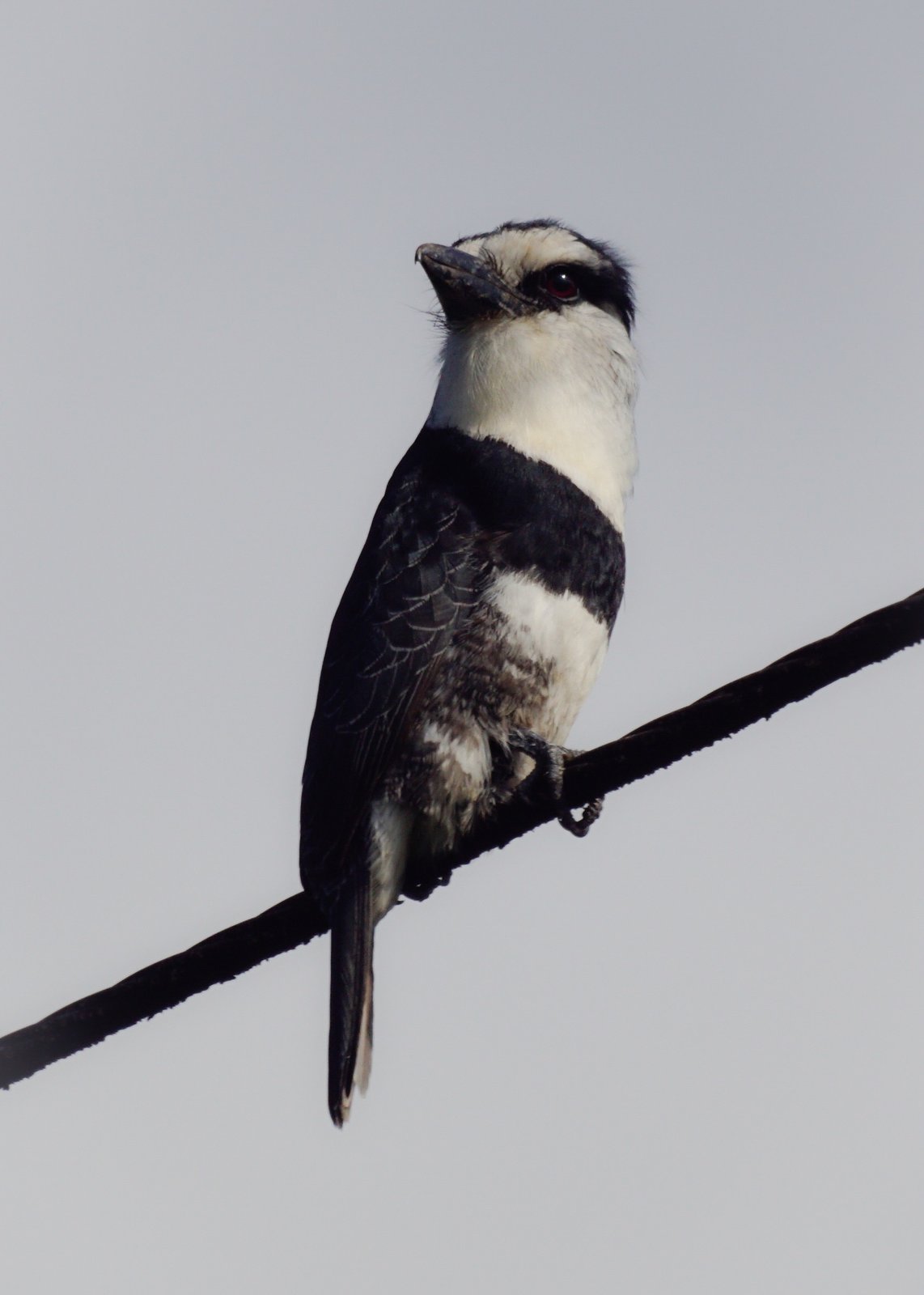 Witnekbaardkoekoek (Notharchus hyperrhynchus)