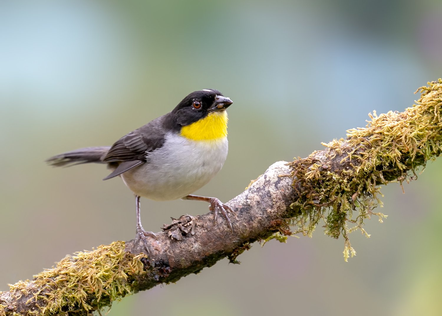 Witnekstruikgors (Atlapetes albinucha)