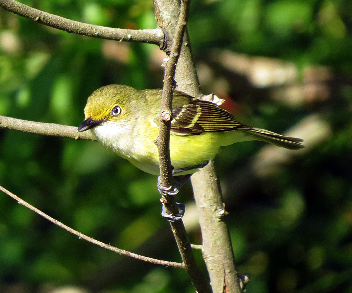 Witoogvireo (Vireo griseus)