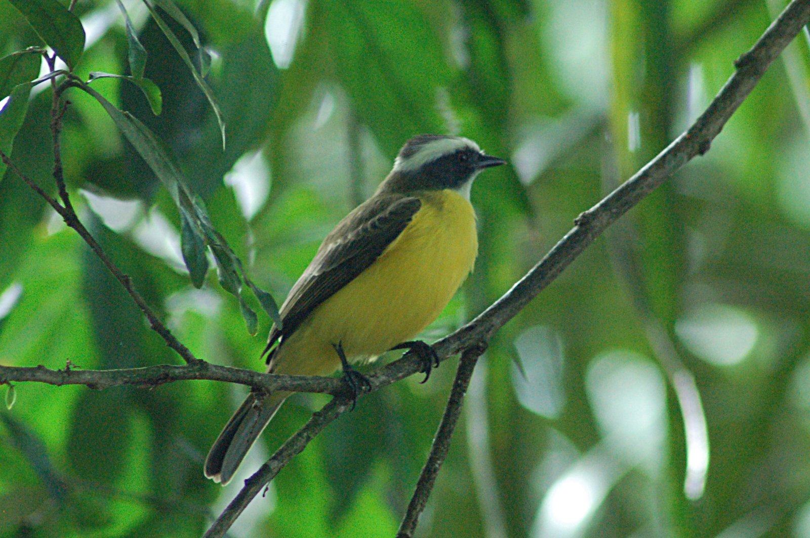 Witringtiran (Conopias albovittatus)
