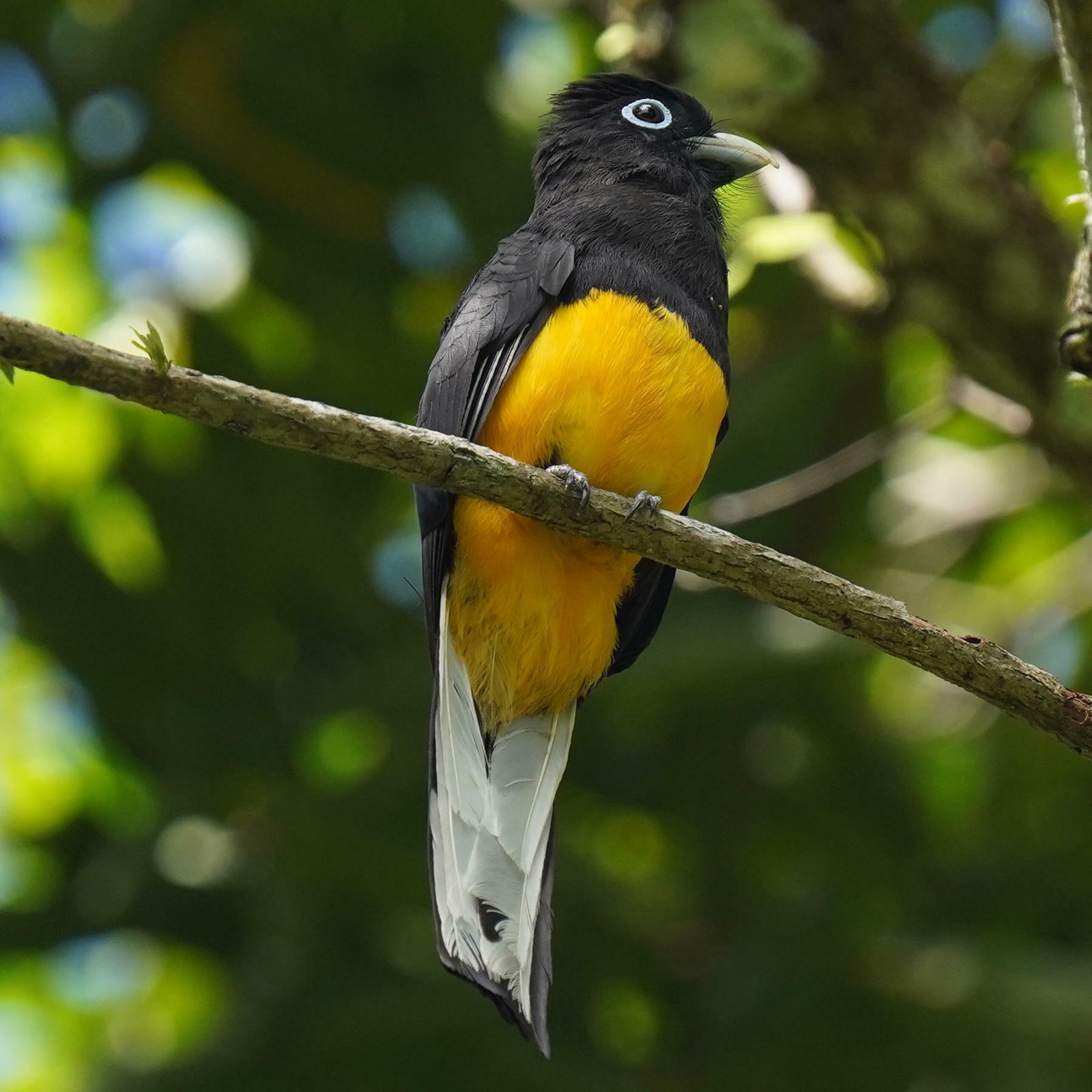 Witstaarttrogon (Trogon chionurus)