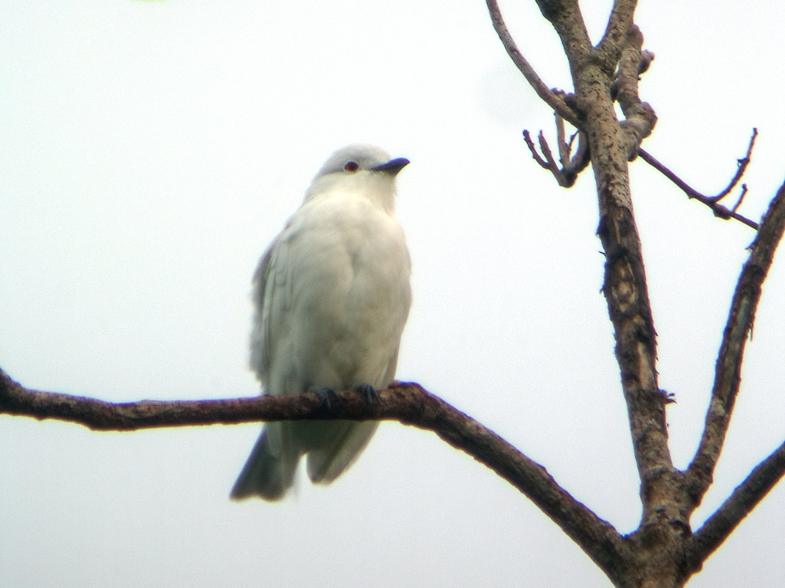 Witte cotinga (Carpodectes hopkei)