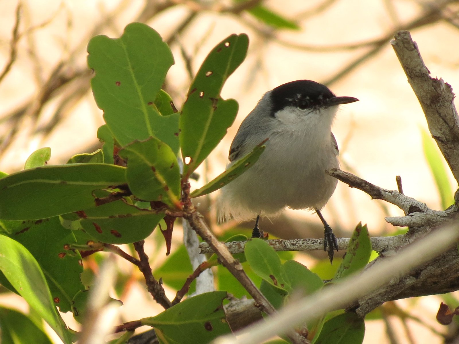 Witteugelmuggenvanger (Polioptila albiloris)