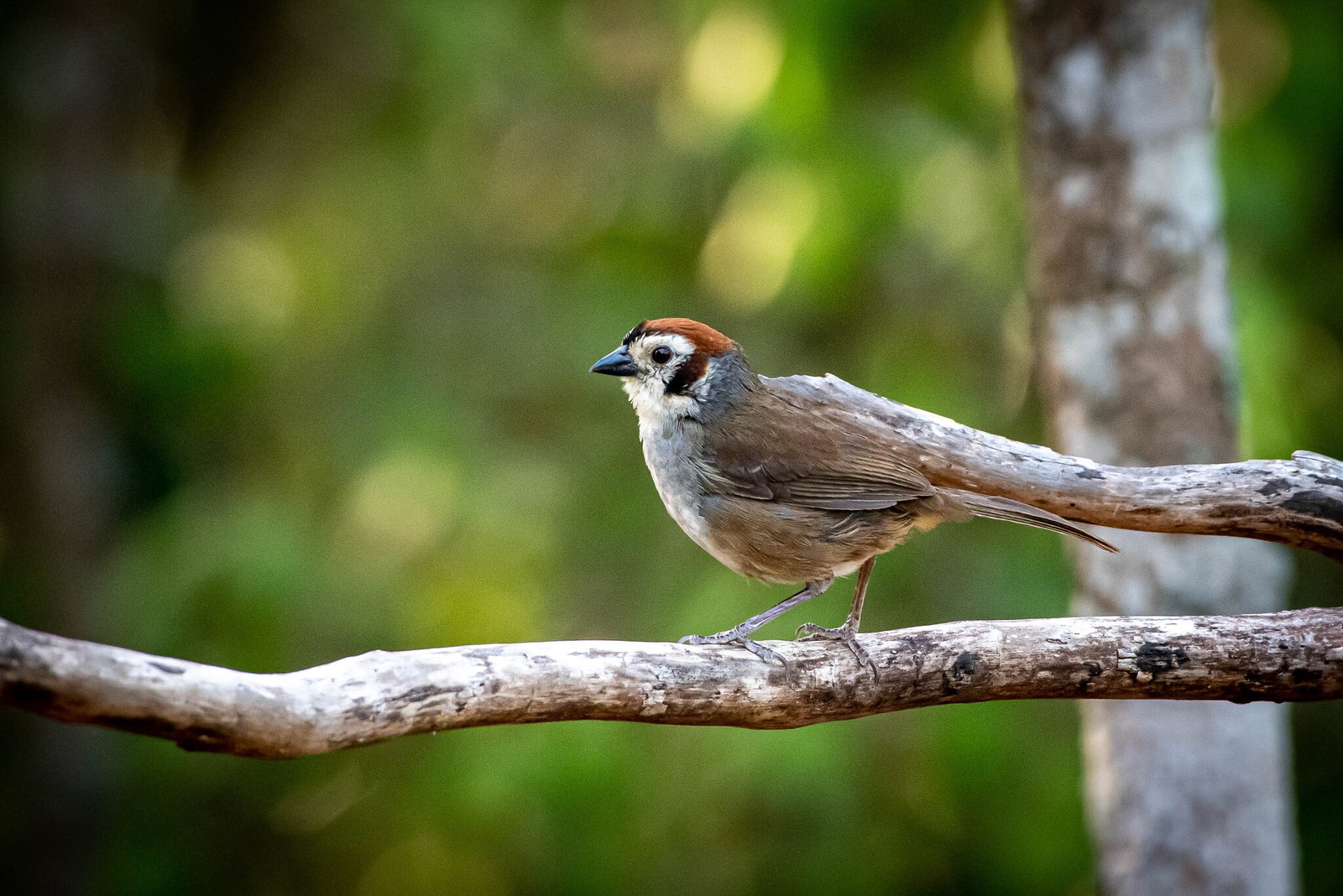 Witwanggrondgors (Melozone biarcuata)
