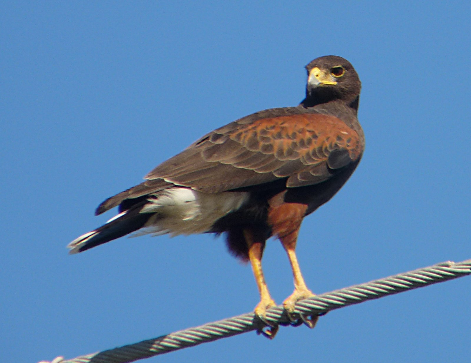 Woestijnbuizerd (Parabuteo unicinctus)