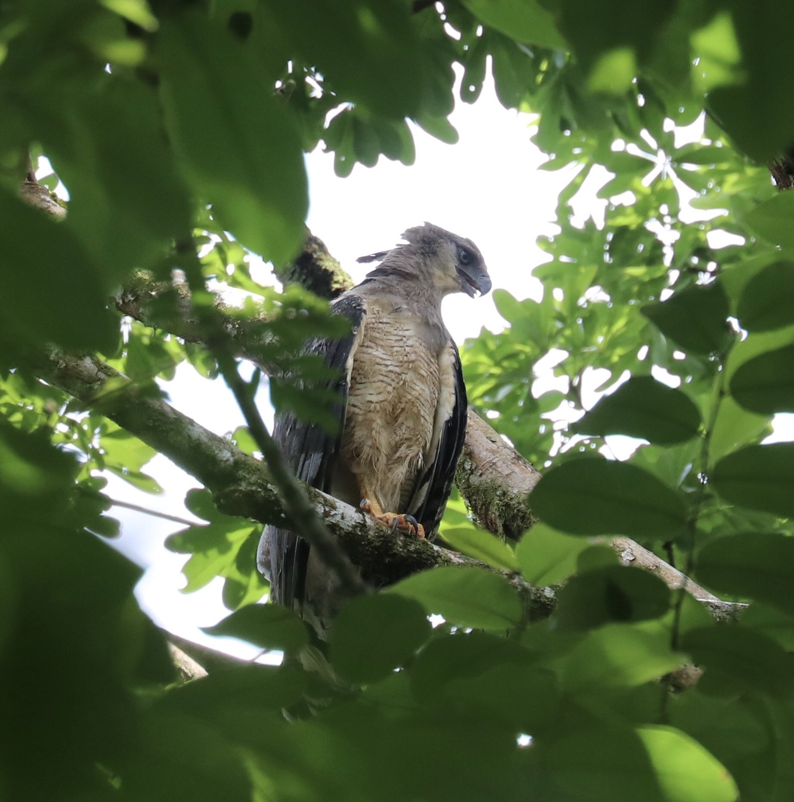 Wurgarend (Morphnus guianensis)