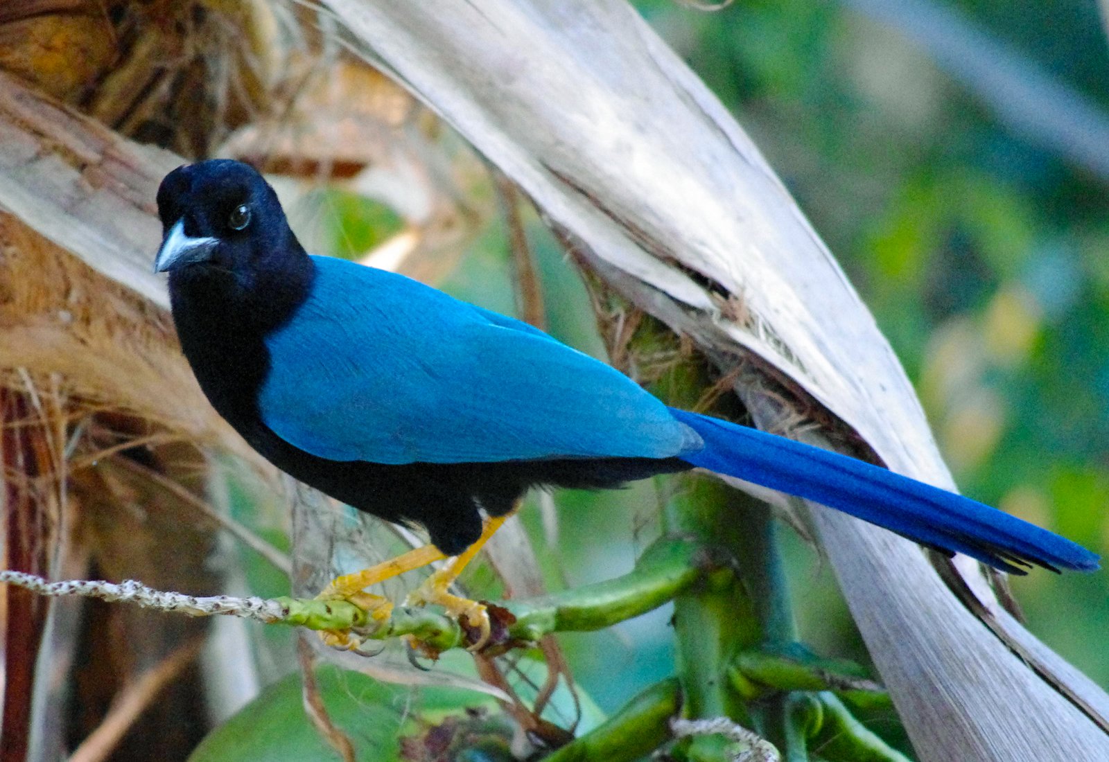 Yucatangaai (Cyanocorax yucatanicus)