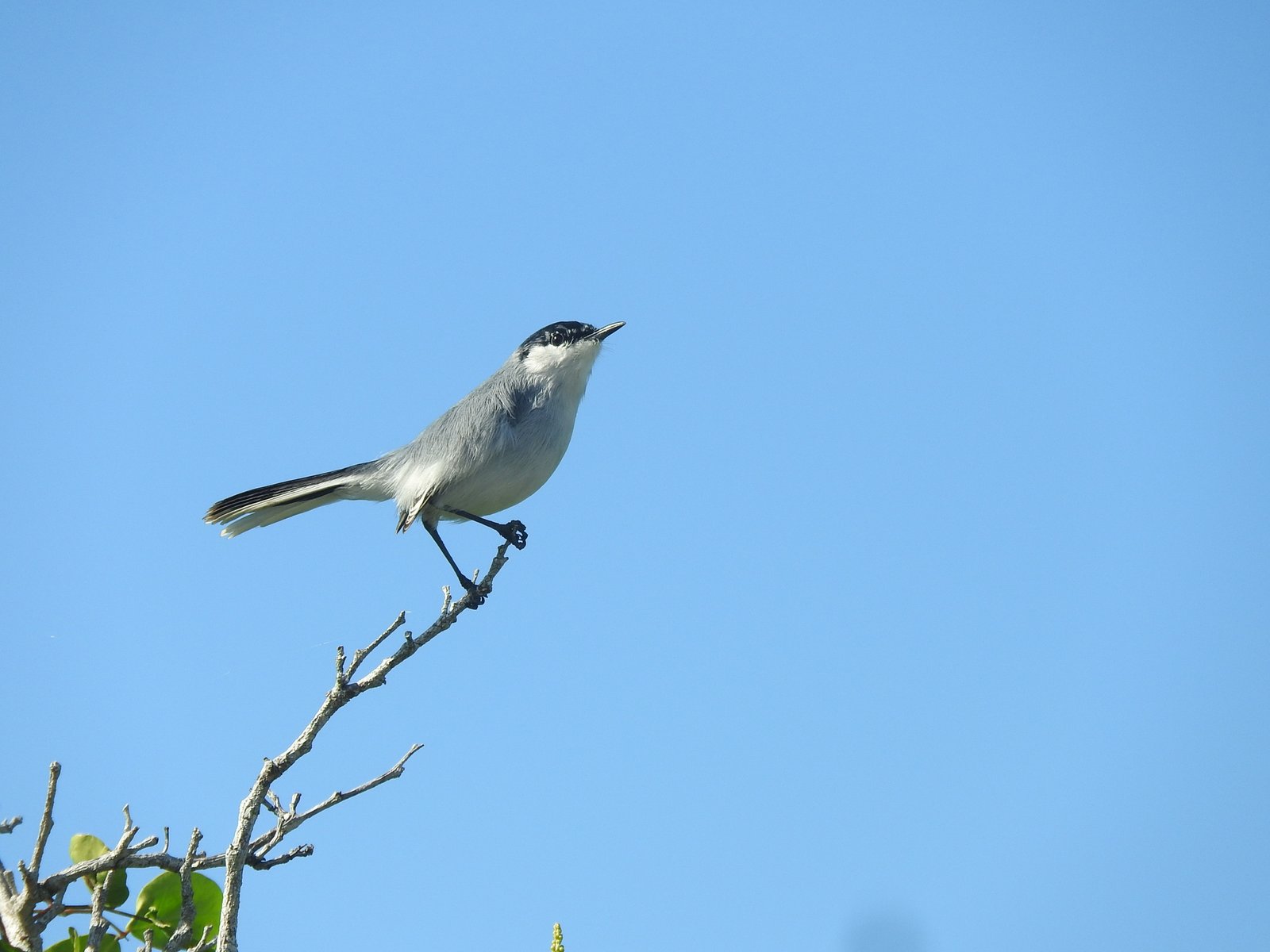 Yucatánmuggenvanger (Polioptila albiventris)