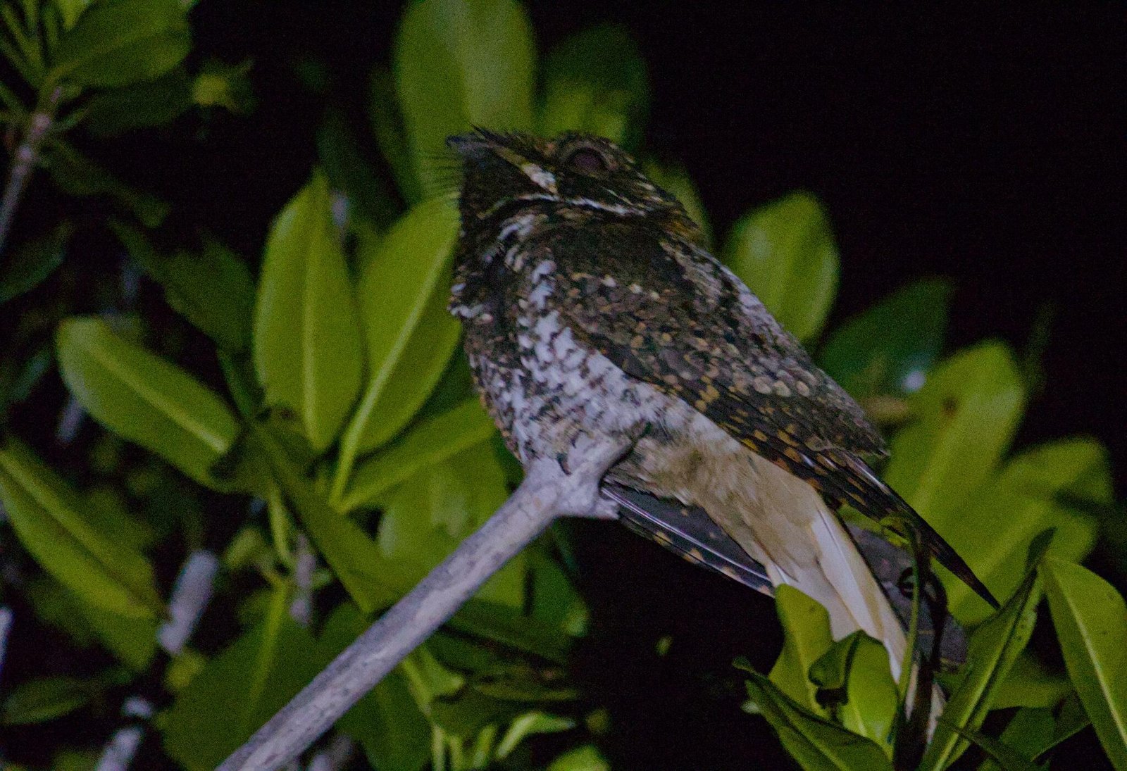 Yucatánnachtzwaluw (Antrostomus badius)