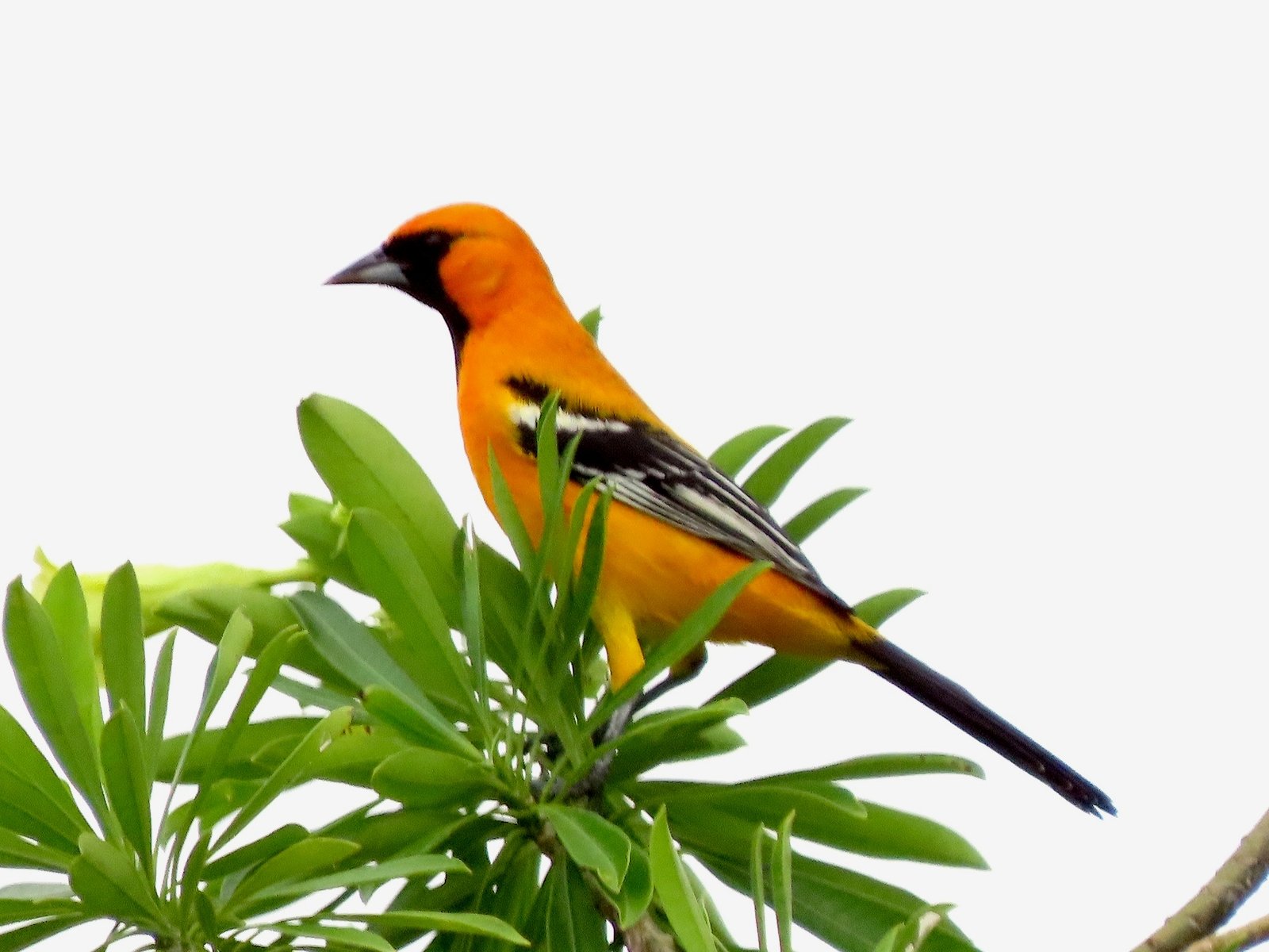 Yucatántroepiaal (Icterus auratus)
