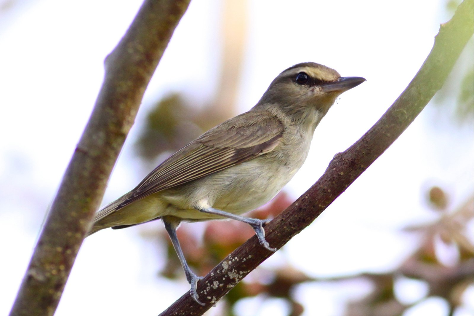 Yucatánvireo (Vireo magister)