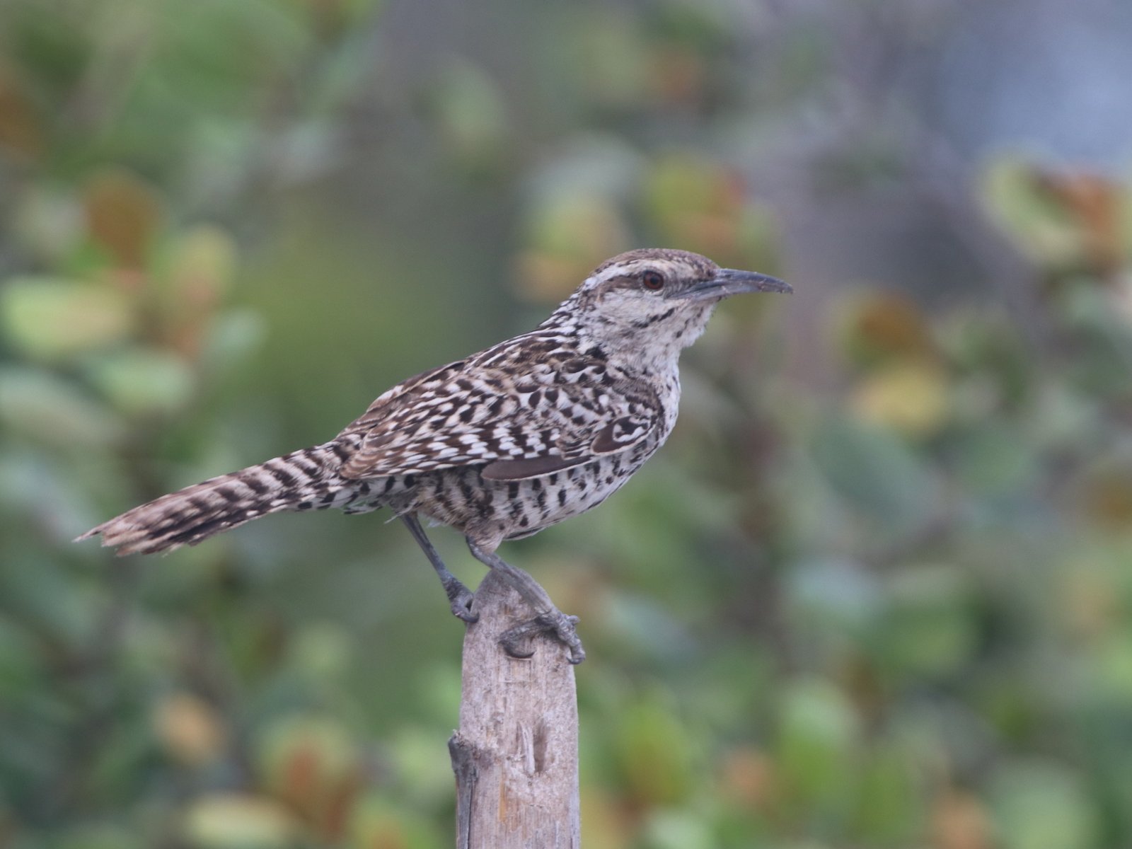 Yucatánwinterkoning (Campylorhynchus yucatanicus)