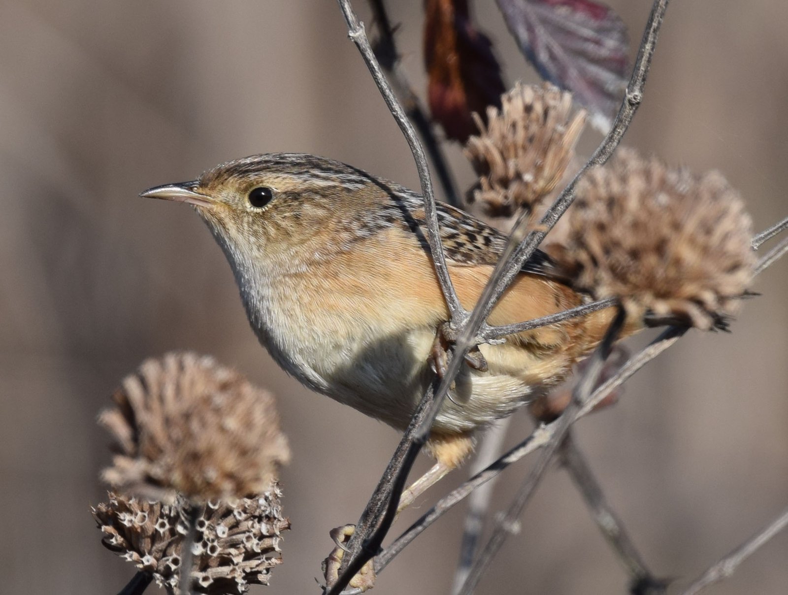 Zeggewinterkoning (Cistothorus stellaris)