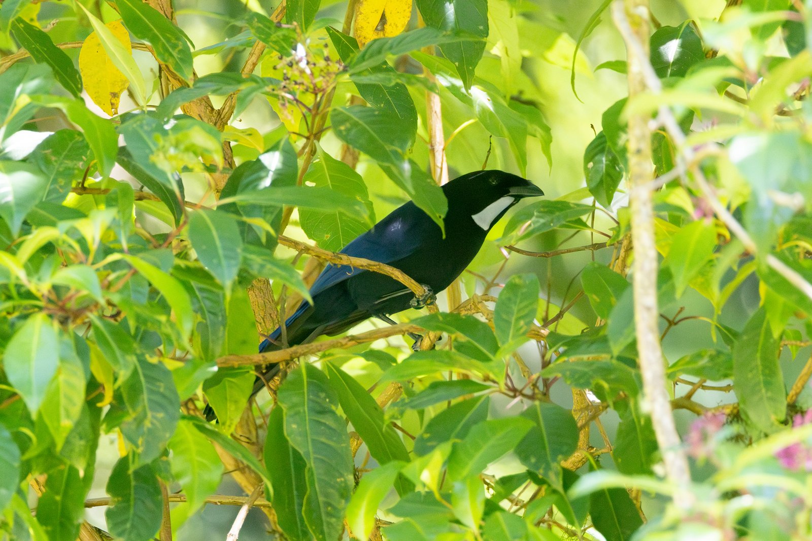 Zilverkeelgaai (Cyanolyca argentigula)
