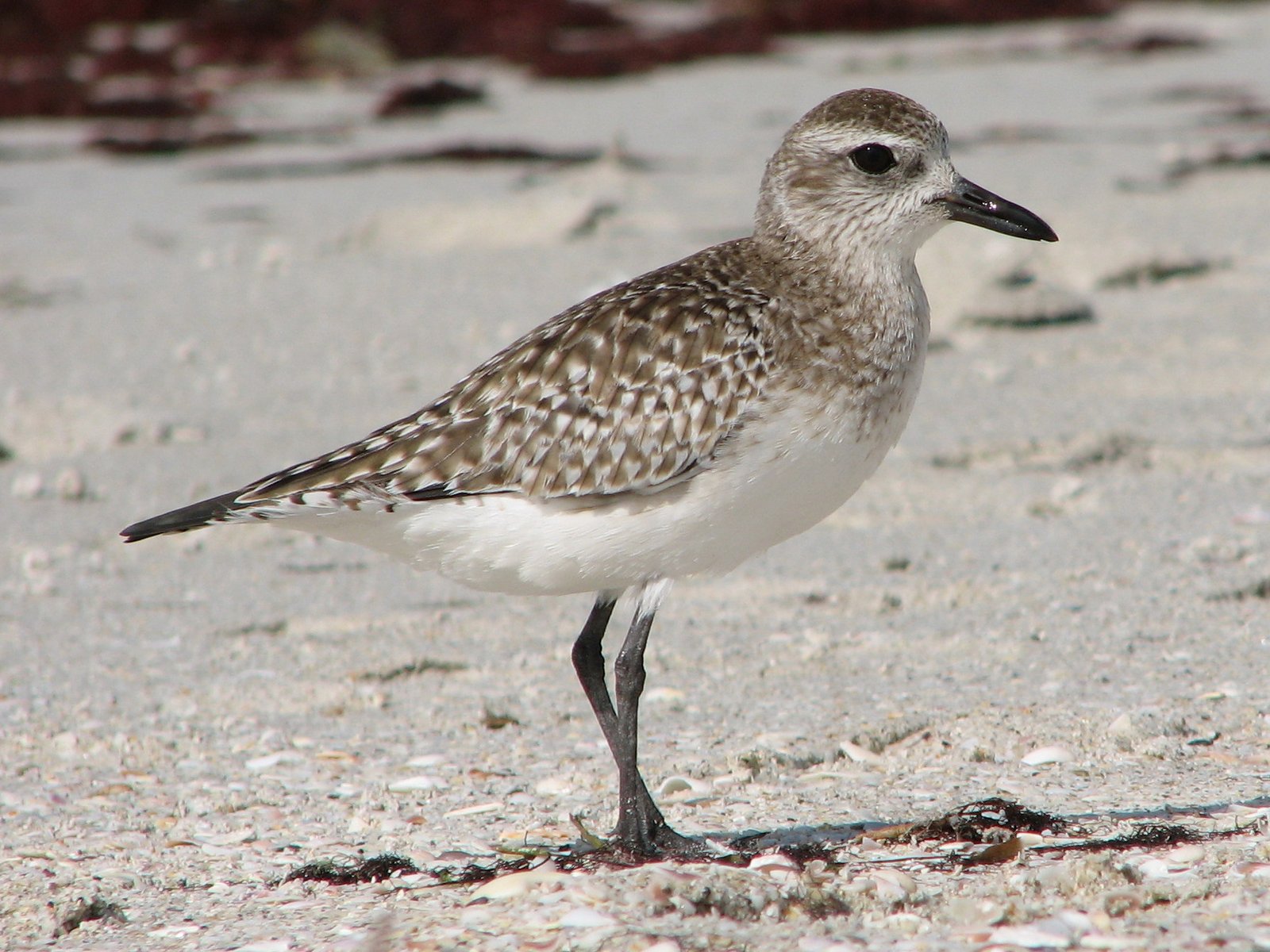 Zilverplevier (Pluvialis squatarola)