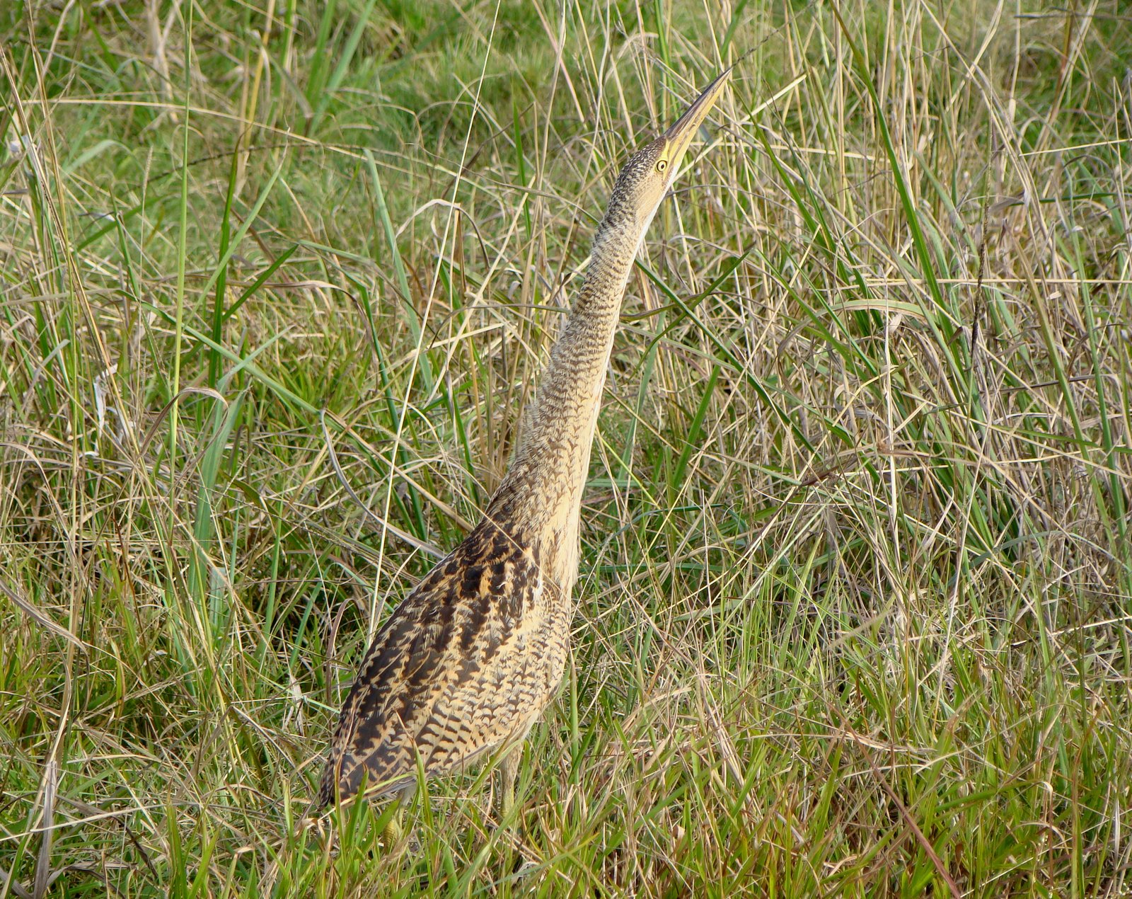 Zuid-Amerikaanse roerdomp (Botaurus pinnatus)