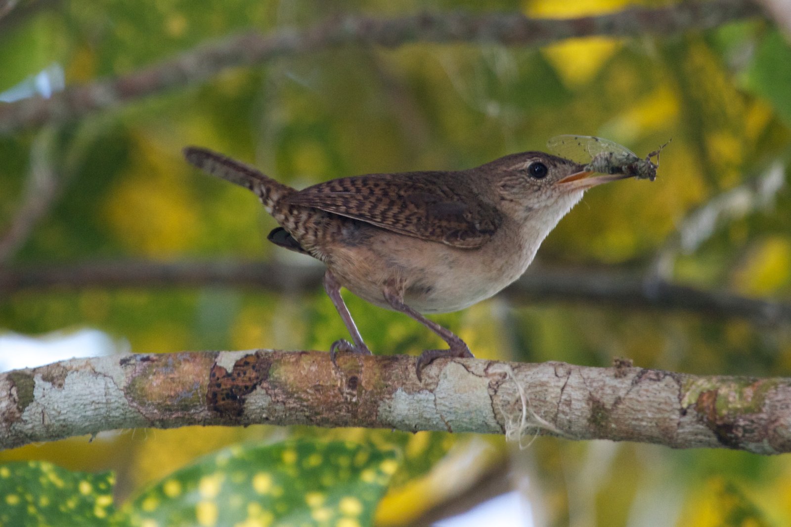 Zuidelijke huiswinterkoning (Troglodytes musculus)