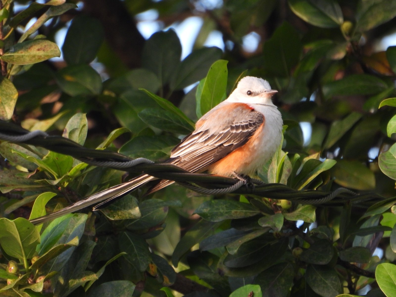 Zwaluwstaartkoningstiran (Tyrannus forficatus)