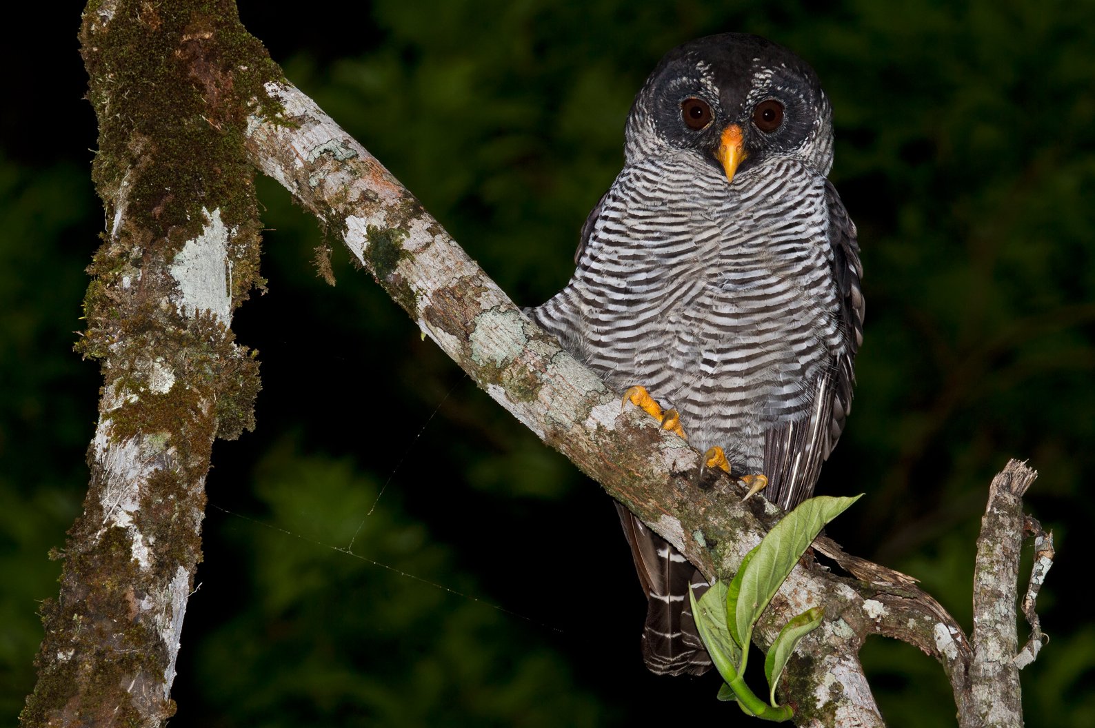 Zwart-witte bosuil (Strix nigrolineata)