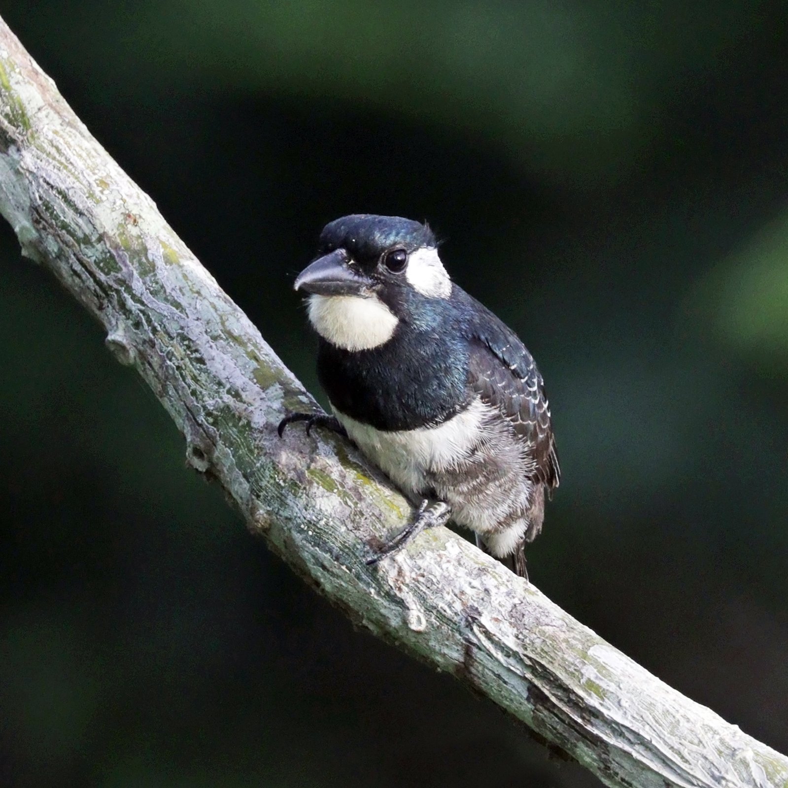 Zwartborstbaardkoekoek (Notharchus pectoralis)