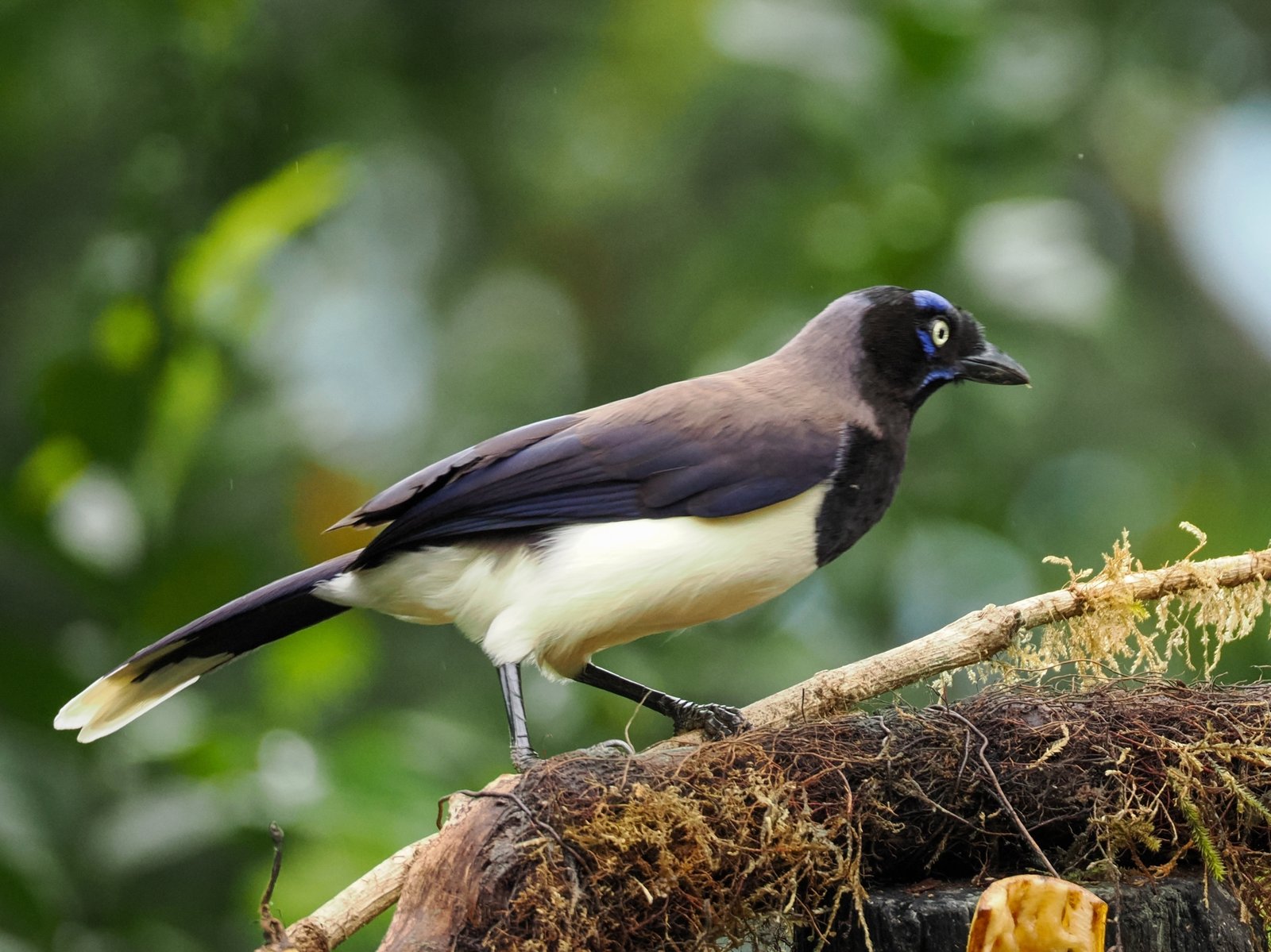Zwartborstgaai (Cyanocorax affinis)
